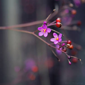 Listening by ntpdang Listening by ntpdang