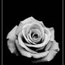 BW Rose