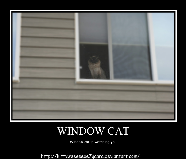 Window cat