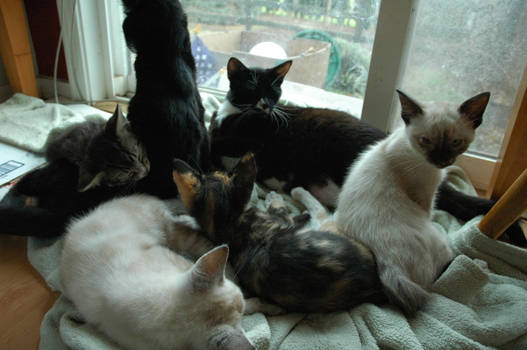 All the Kittens of doom