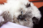 pretty by lia-minou