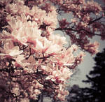 flowers II. by lia-minou