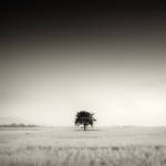 LoneTree by salman2021