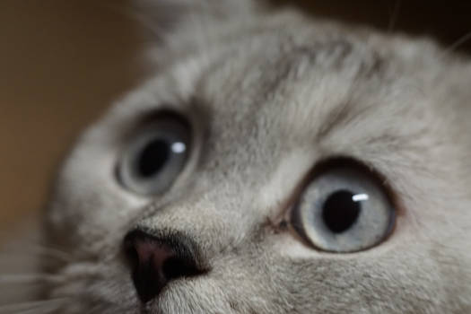 Cat s eyes 002