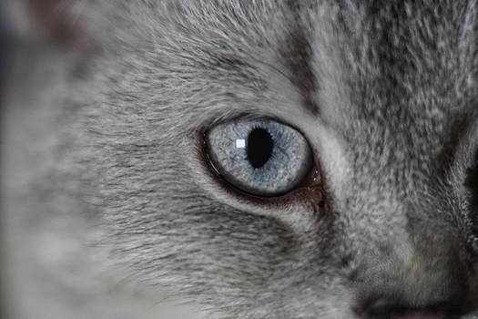 Cat s eyes 003