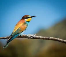 Merops apiaster