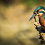 Alcedo atthis