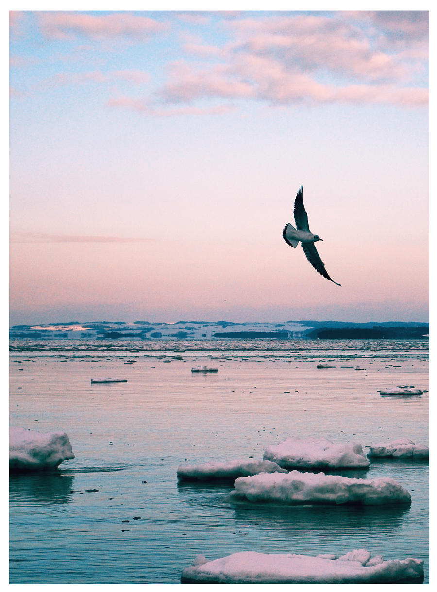 Pygar by inkarnate on DeviantArt