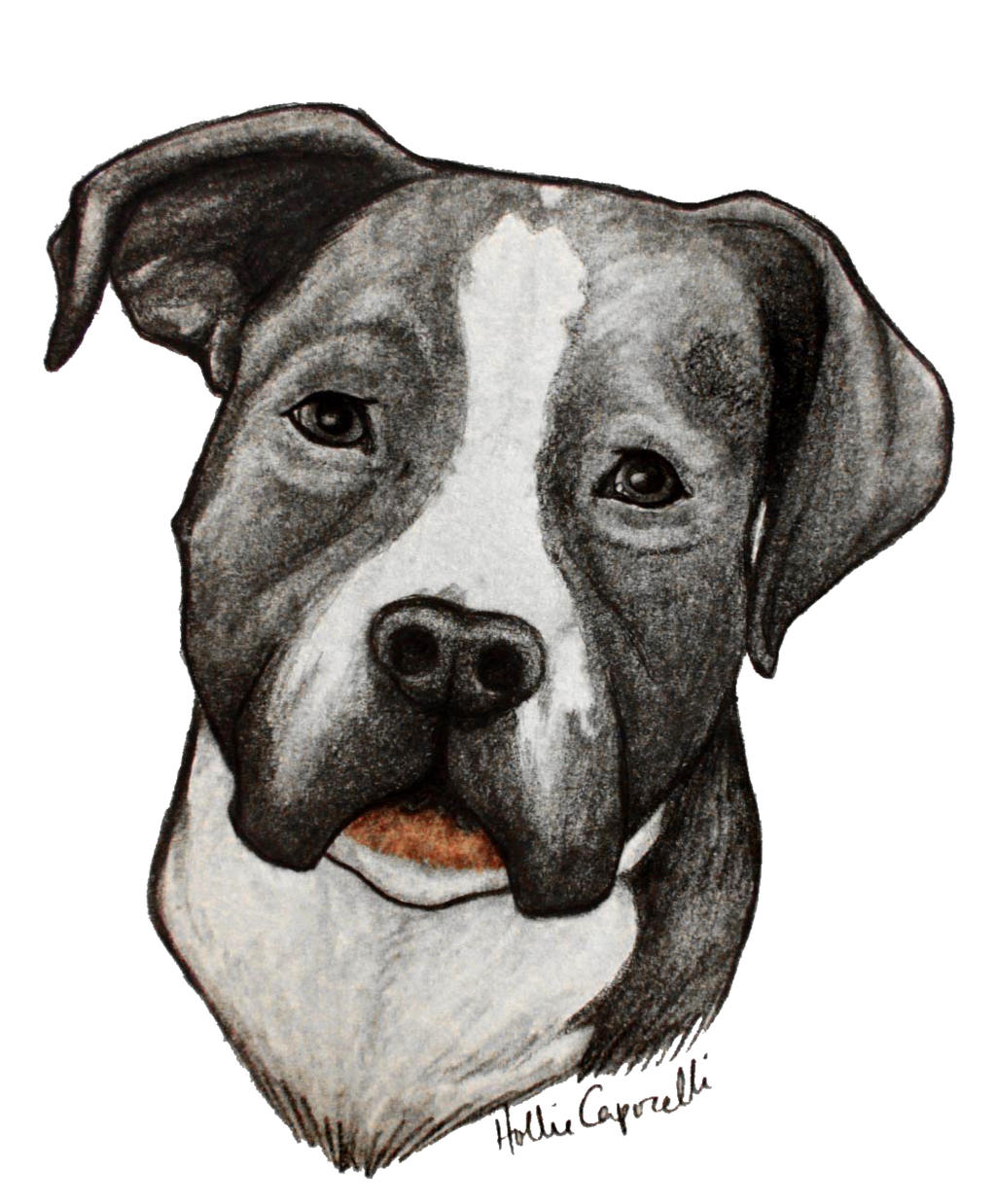 Pitbull Commission