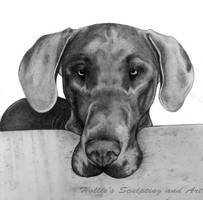 Great Dane pet portrait