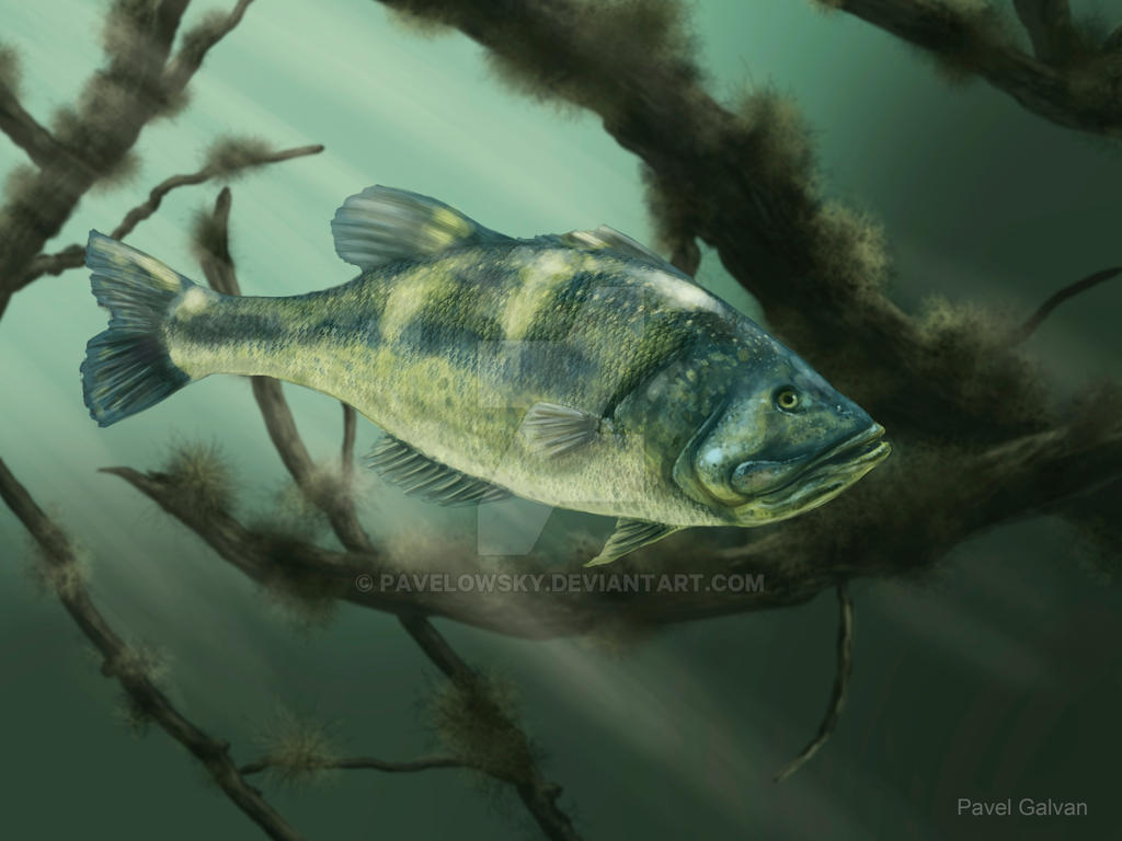 BIG FISH by PAVELOWSKY on DeviantArt