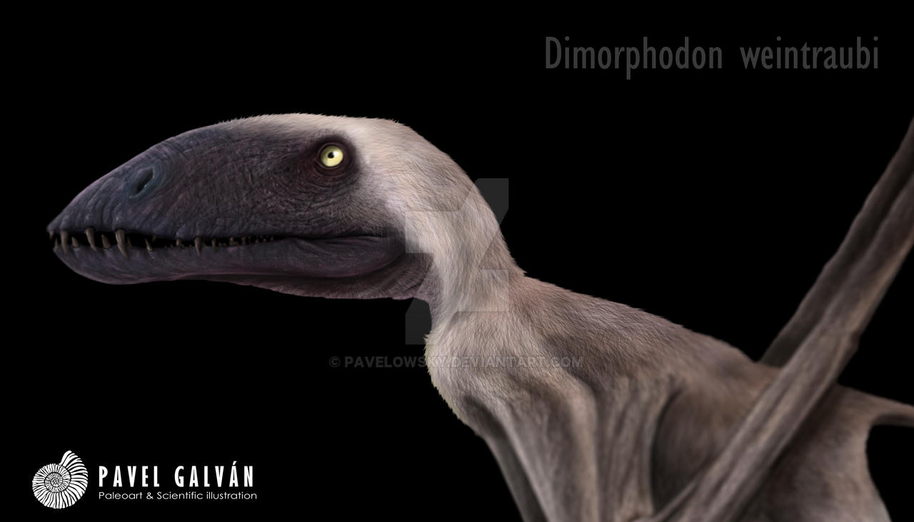 Dimorphodon weintraubi by PAVELOWSKY on DeviantArt