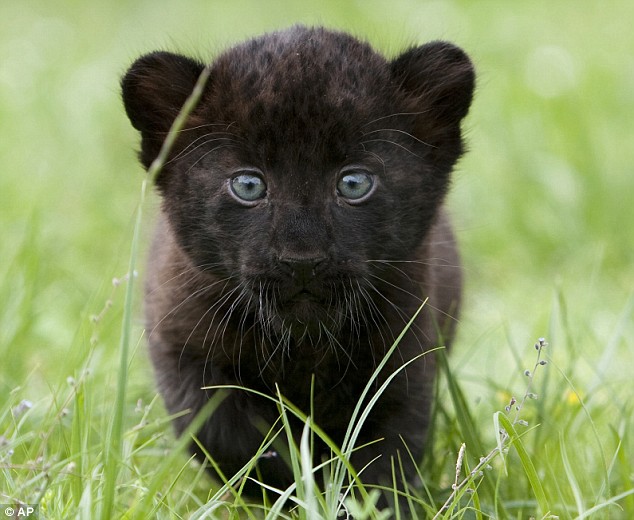 Panther Cub