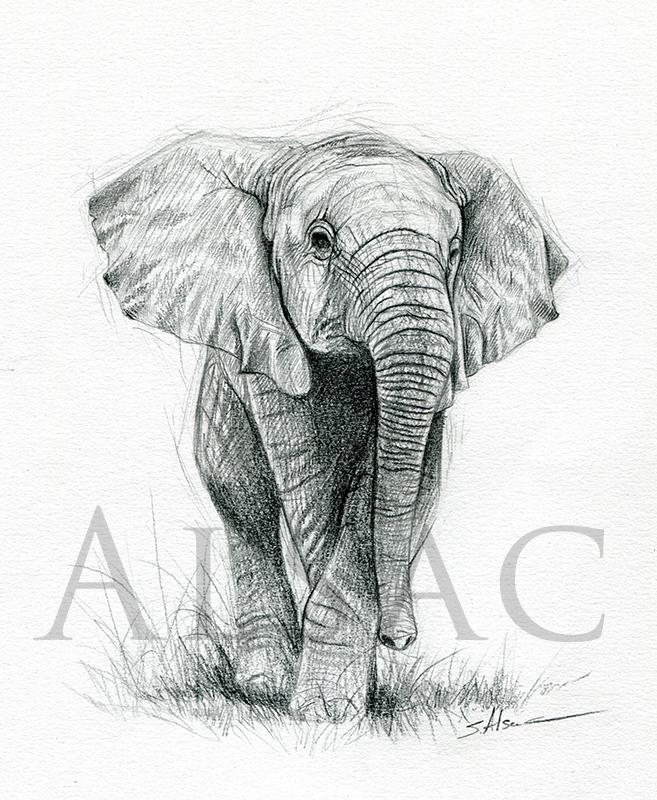 Baby Elephant Drawing By Lepastyman On Deviantart Baby Elephant Drawing By Lepastyman On Deviantart