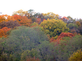 fall trees