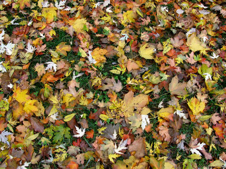 fallen leaves 2