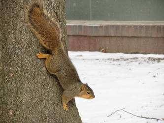 Squirrel in Winter