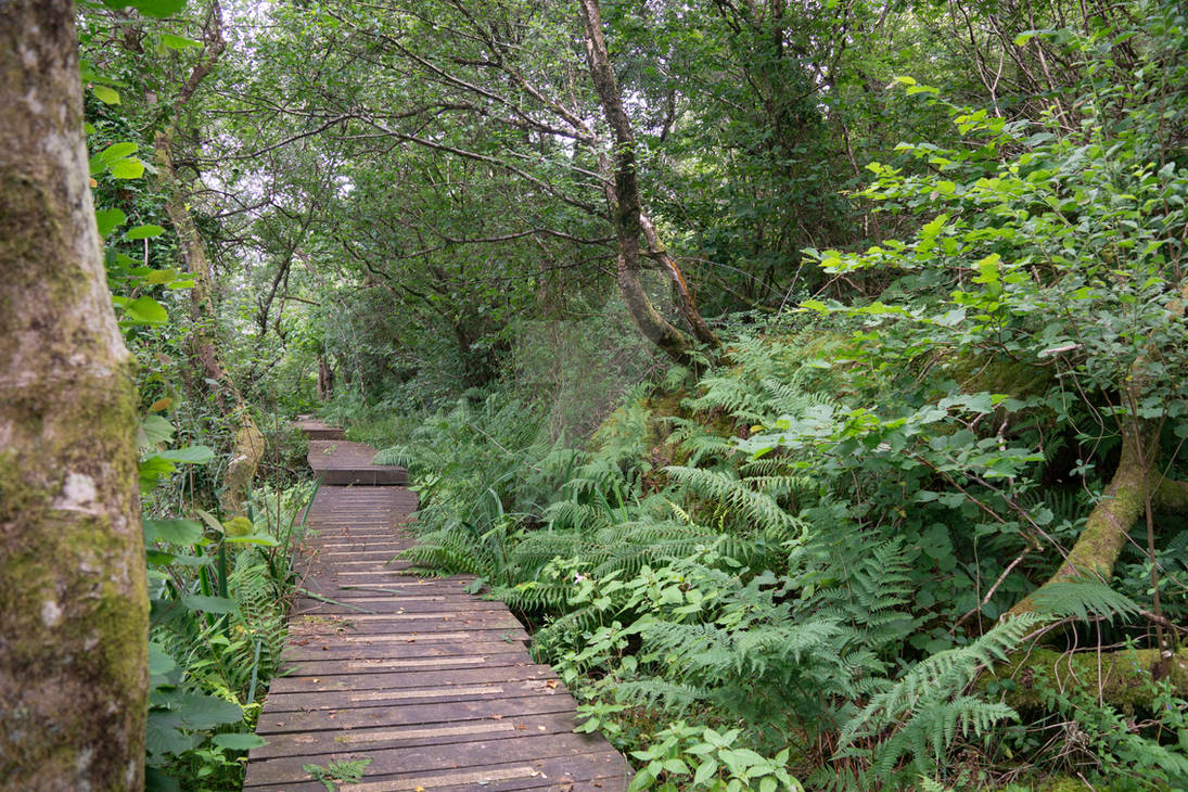 Jungle Path by PapillonClair on DeviantArt