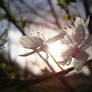 Blossom of cherry