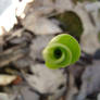 Convallaria majalis