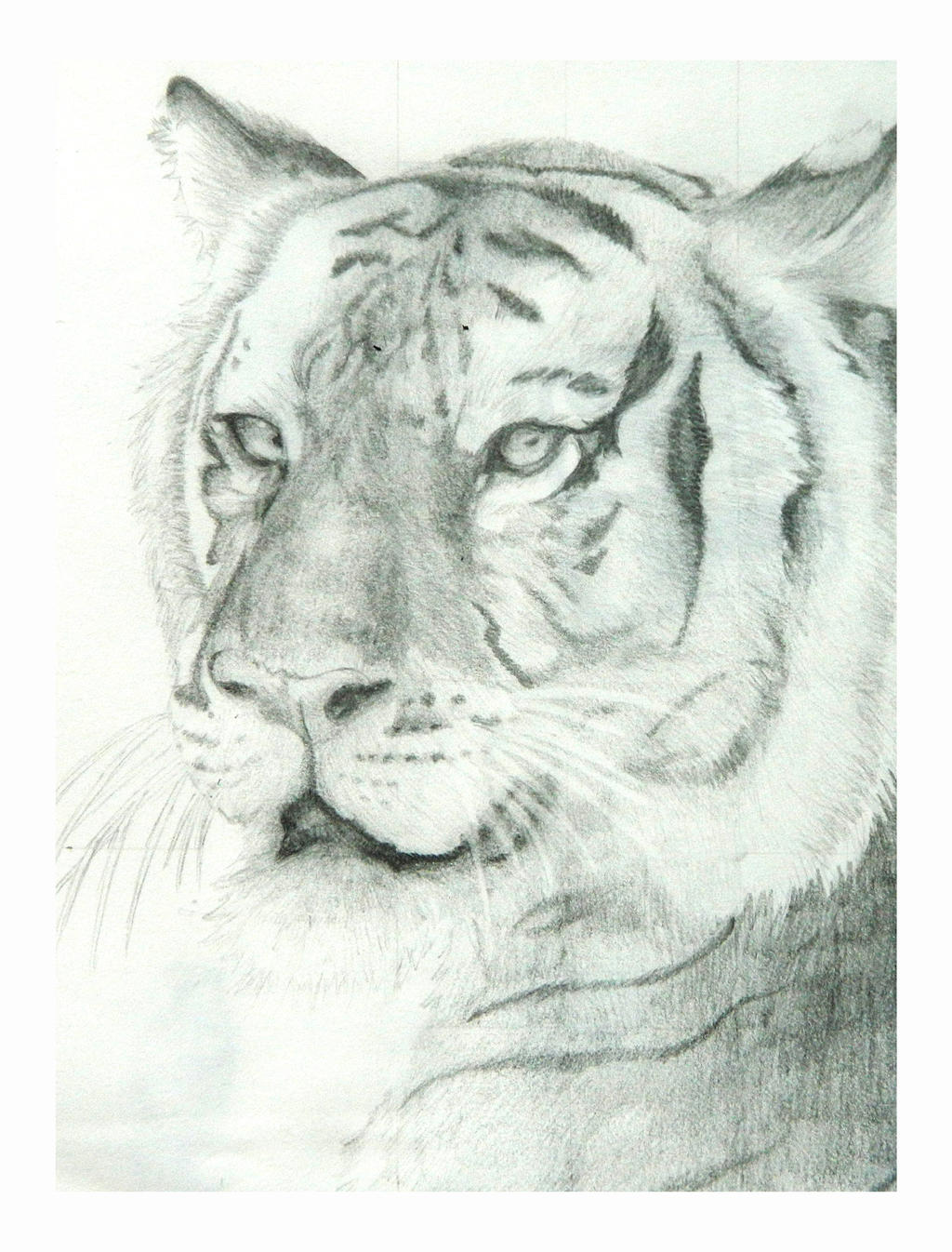 Tiger Sketch