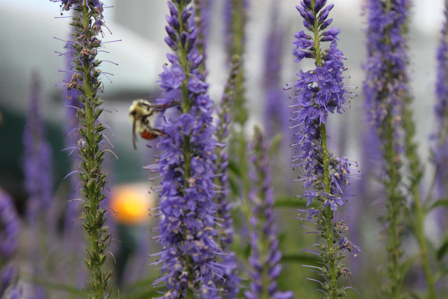 Bee and Lavender 4