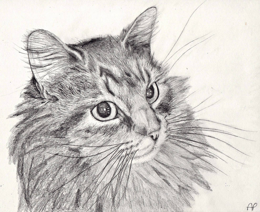 Cat Pencil Drawing by Mintimelon on DeviantArt