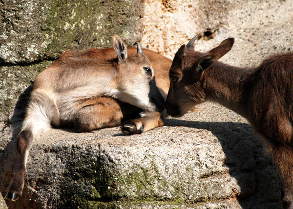 Goat affection