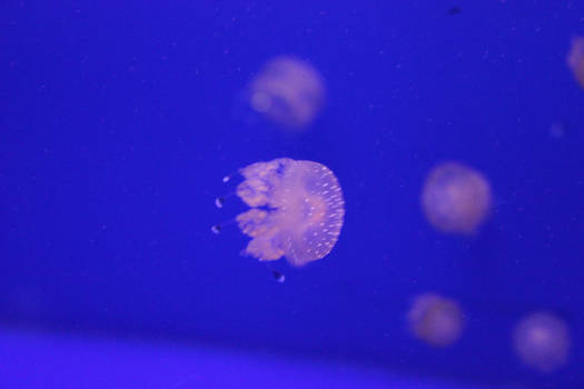 Jellyfish