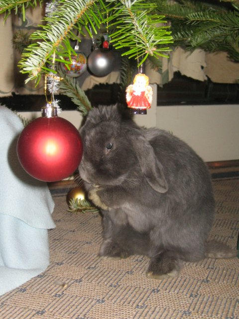 Skippy the rabbit by 3773elle on DeviantArt