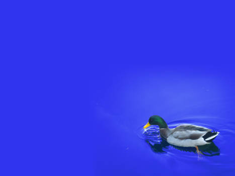 Duck On Your Desktop