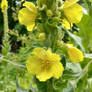 Mullein flowers