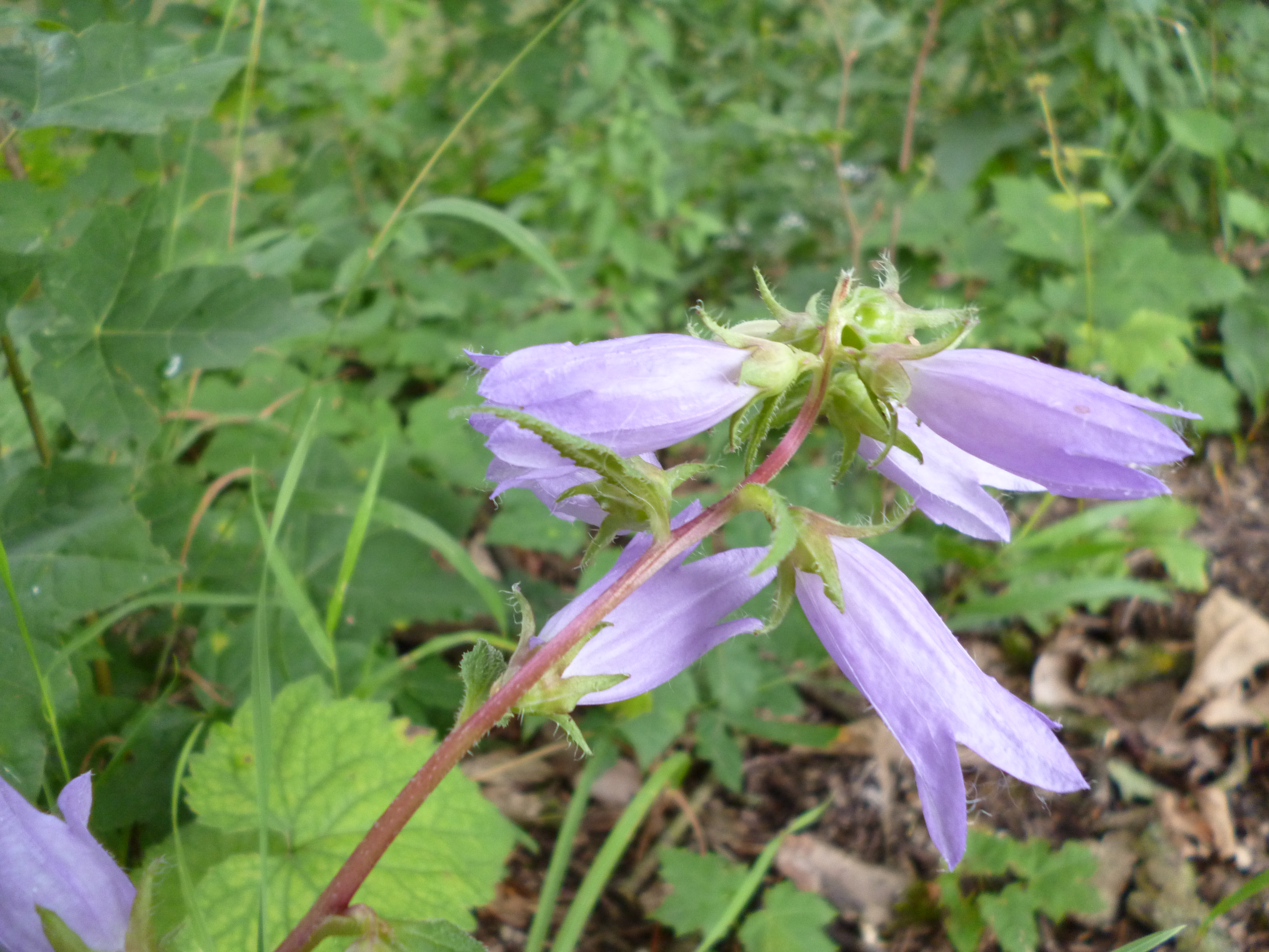 Purple Flower (detail)