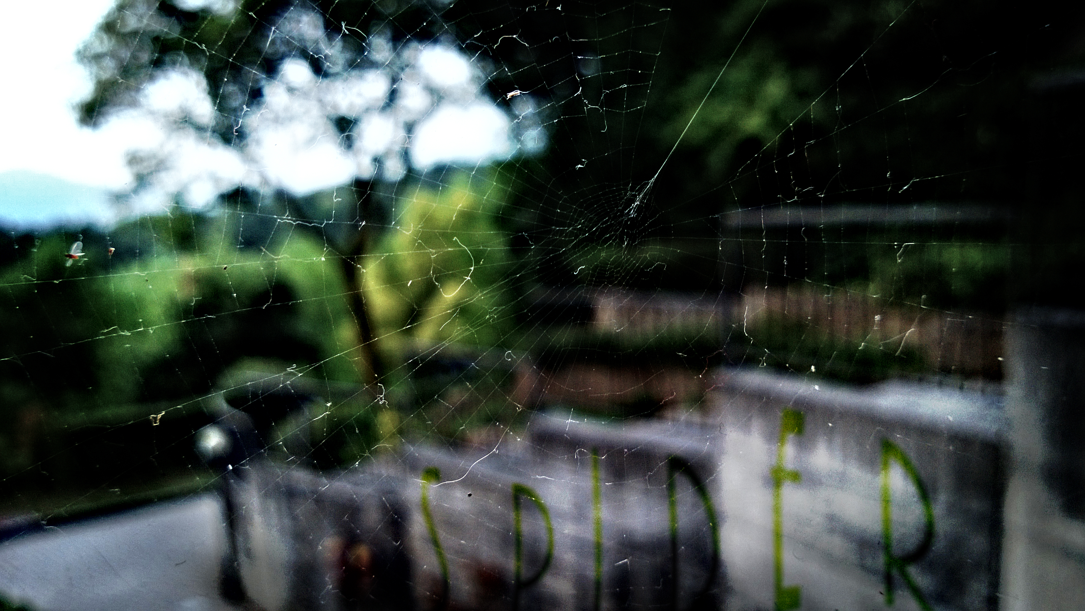 Spider Web