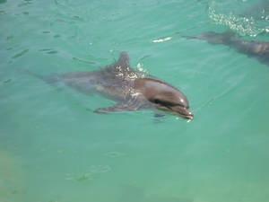 Dolphin