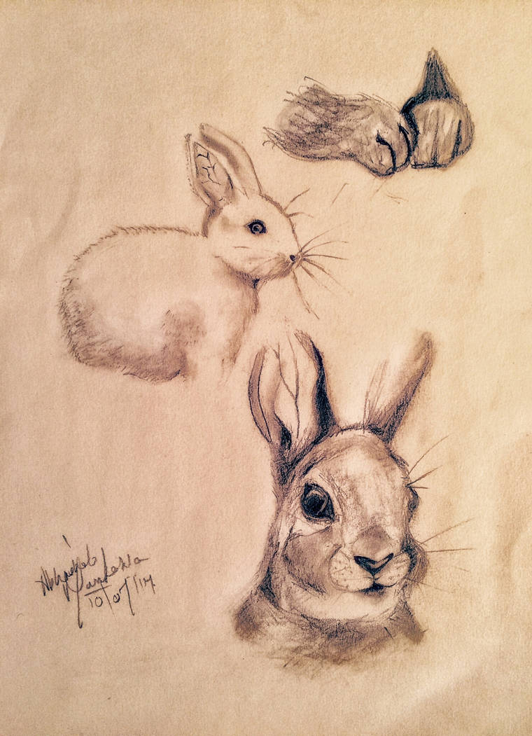 Rabbit ~ Graphite by abbeygoescrayons on DeviantArt