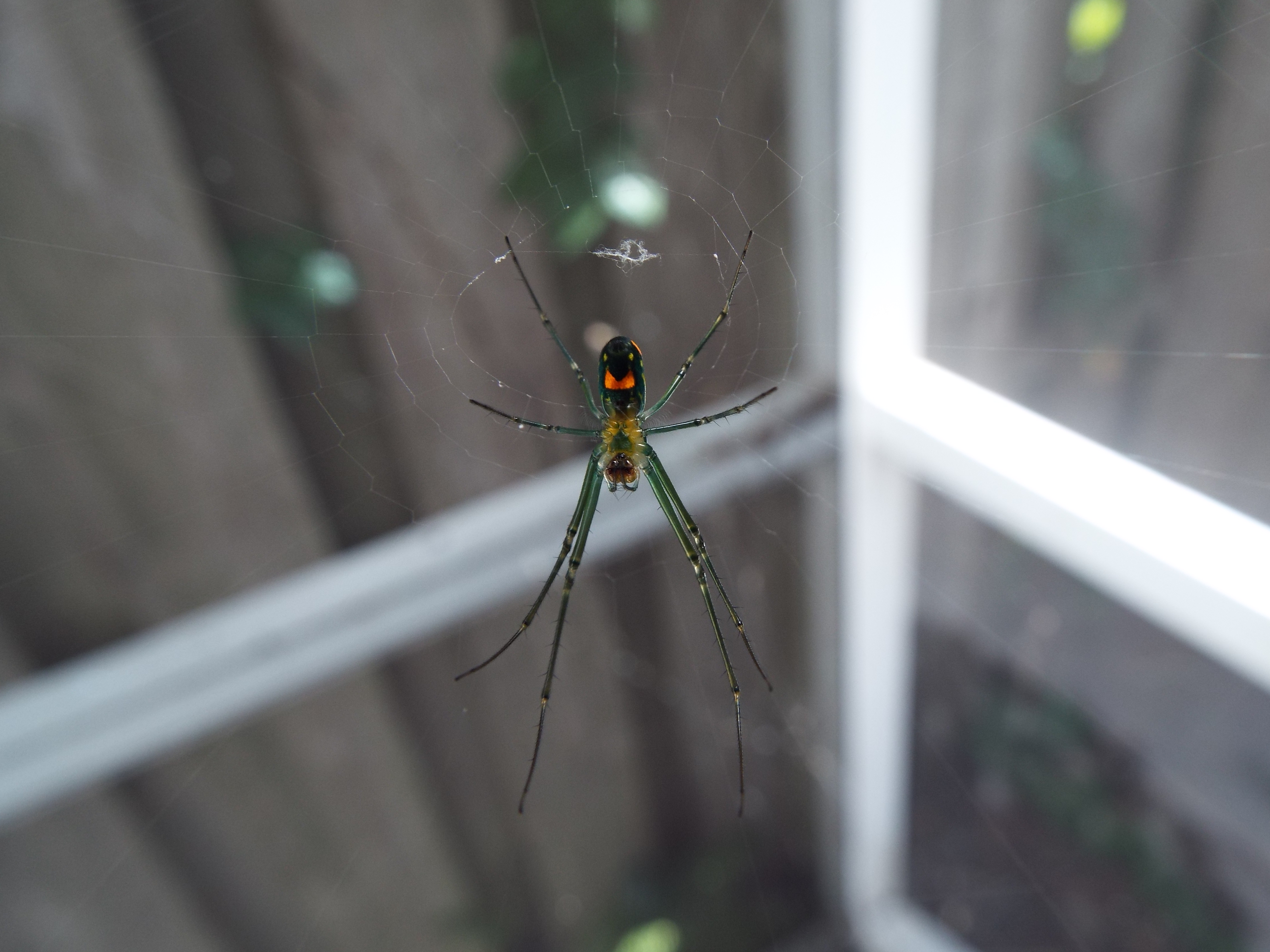 backyard spider