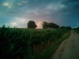 Rainbow above a Field