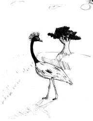 Crane...Pencil Sketch