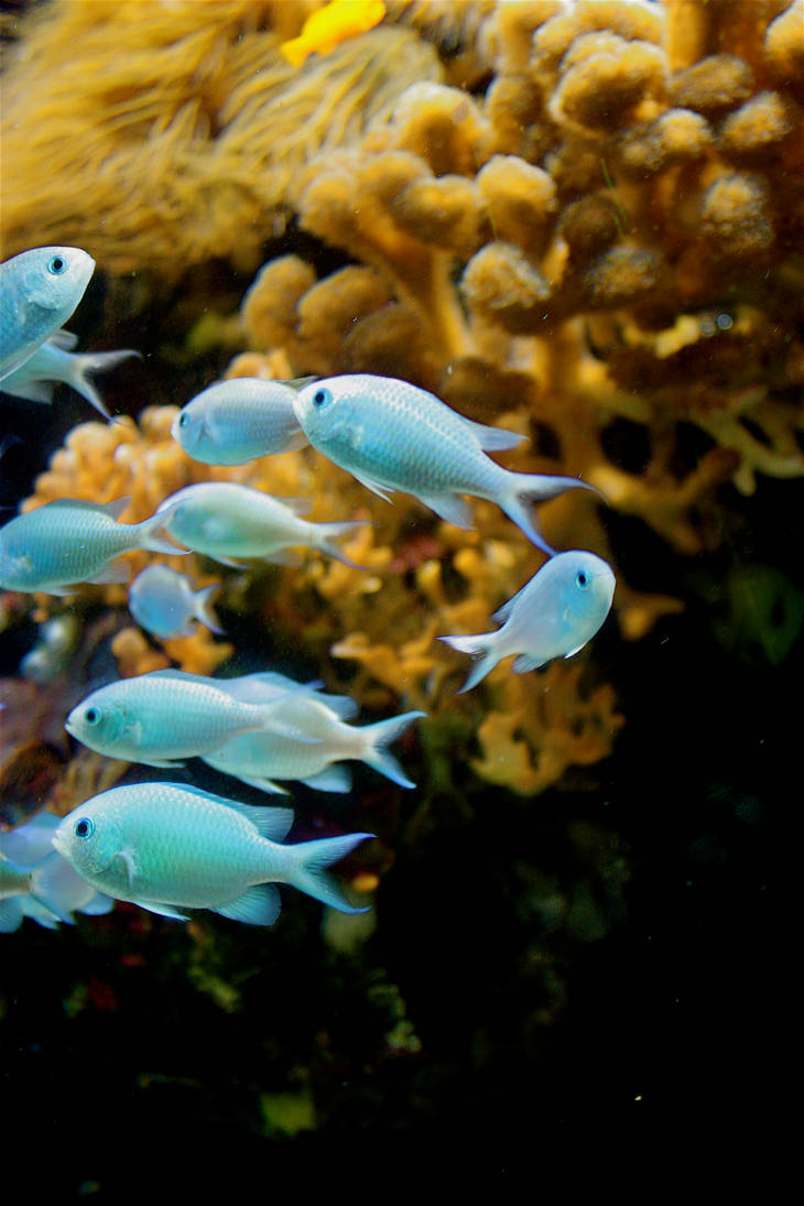 Mini Fish Blue Blue mini fishes by AnJ203 on DeviantArt