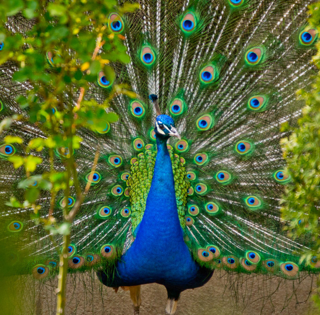 Peacock