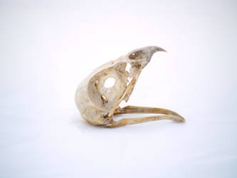 skull.bird of prey