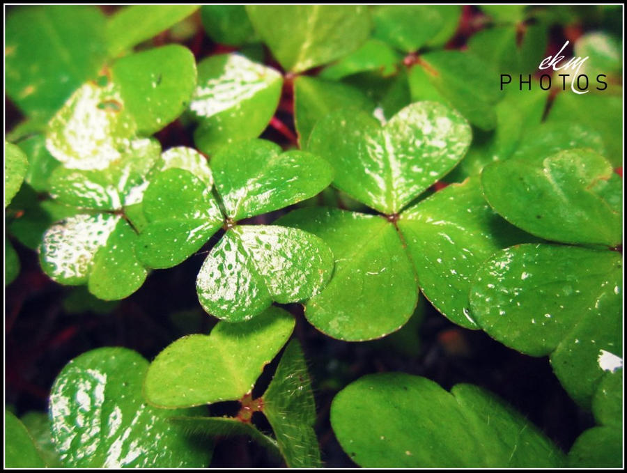 Clover ::. by xColorlessRainbowx on DeviantArt