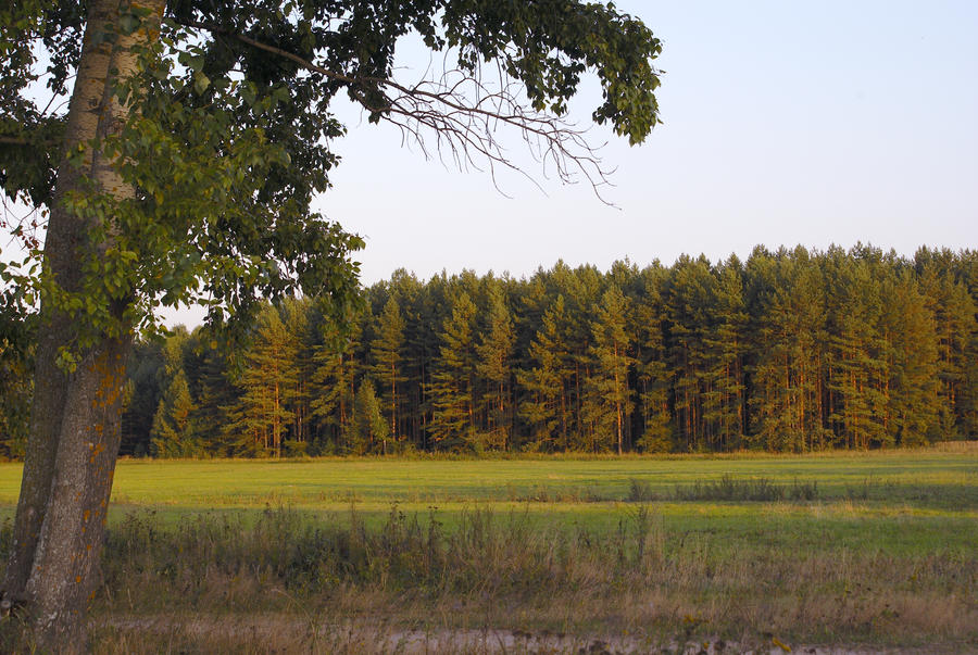 Forrest Front front forest by wgik on DeviantArt