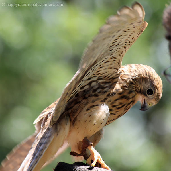 Kestrel