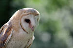 Barn Owl by HappyRaindrop