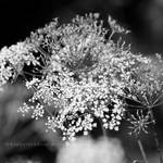 White Dots by HappyRaindrop