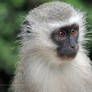 Vervet Monkey