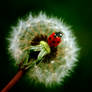 Ladybug on Dandelion