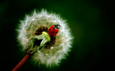 Ladybug on Dandelion